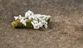 Braconid Wasp on Tomato Hornworm Royalty Free Stock Photo