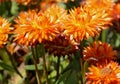 Bracteantha bracteata `Mohave Orange`