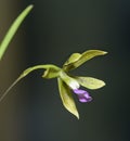 Bracted Encyclia Orchid