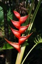 Bracts of Heliconia Royalty Free Stock Photo