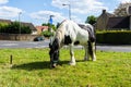 Bradford on Avon Wiltshire May 22nd 2019 An Irish cob/Gypsy Vanner grazing by the roadside