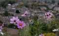 Bradford on Avon, Wiltshire, UK, taken from St Mary Tory Chapel, high point of the town. Pink anenome flowers in the foreground Royalty Free Stock Photo