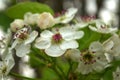 Bradford Blooms