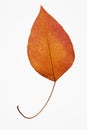 Bradford pear leaf on white. Royalty Free Stock Photo