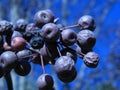 Bradford Pear Tree Berries Royalty Free Stock Photo