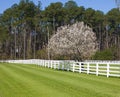 Bradford Pear Tree Blooming Royalty Free Stock Photo