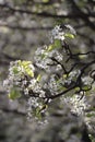 Bradford pear tree branch with white flowers against white bloom background Royalty Free Stock Photo