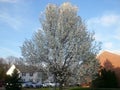 Bradford Pear Tree