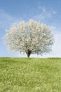 Bradford Pear tree in full bloom