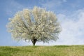 Bradford Pear tree in full bloom