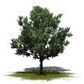 Bradford Pear Tree on a green area on white background Royalty Free Stock Photo