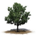 Bradford Pear Tree on a sand area on white background Royalty Free Stock Photo