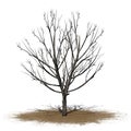 Bradford Pear Tree in the winter on a sand area on white background Royalty Free Stock Photo