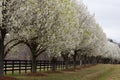 Bradford Pear Trees in Bloom Royalty Free Stock Photo
