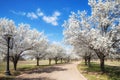 Bradford pear trees blooming in the Texas spring