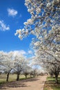 Bradford pear trees blooming in the Texas spring