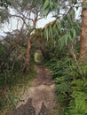 Bradleys Head Walk, Taylors Bay Track,  Mosman NSW Royalty Free Stock Photo