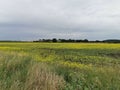 Bradmore across oil seed rape field