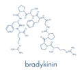 Bradykinin peptide molecule. Skeletal formula