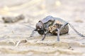 A Bradyporus dasypus, biggest cricket