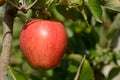 Braeburn apples Royalty Free Stock Photo