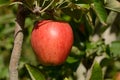 Braeburn apples Royalty Free Stock Photo