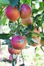 Braeburn and Idared apple orchard in autumn