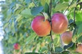 Braeburn and Idared apple orchard in autumn