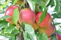 Braeburn and Idared apple orchard in autumn