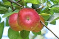 Braeburn and Idared apple orchard in autumn