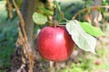 Braeburn and Idared apple orchard in autumn