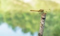 A dragonfly Royalty Free Stock Photo