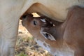 Braham calve eating lunch