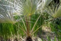 Brahea armata or Mexican blue palm or blue hesper palm Royalty Free Stock Photo