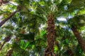 Brahea edulis palm tree jungle forrest background full screen Royalty Free Stock Photo