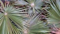 Close-up of palm tree leaves resembling a texture with parallel lines Royalty Free Stock Photo