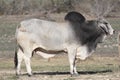 Brahma Bull Royalty Free Stock Photo