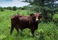 Brahma Bull grazing Royalty Free Stock Photo