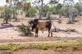 Brahma Bull in Outback Qoeensland, Australia Royalty Free Stock Photo