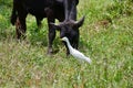 Brahma bulls with Cattle Egrets Royalty Free Stock Photo