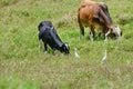 Brahma bulls with Cattle Egrets Royalty Free Stock Photo