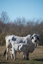 Brahma cow nursing her calf Royalty Free Stock Photo