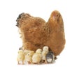 Brahma chicken and chicks Royalty Free Stock Photo