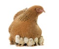 Brahma chicken and chicks Royalty Free Stock Photo