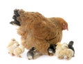 Brahma chicken and chicks Royalty Free Stock Photo