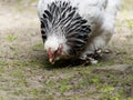 Brahma chicken close-up, eating pieces of grass. Royalty Free Stock Photo