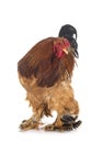 Brahma chicken Royalty Free Stock Photo