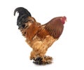 Brahma chicken Royalty Free Stock Photo