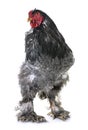 Brahma chicken in studio Royalty Free Stock Photo