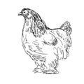 Brahma Chicken or Hen Side View Drawing Royalty Free Stock Photo